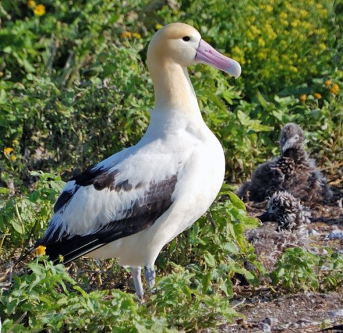 short_tailed_albatross1