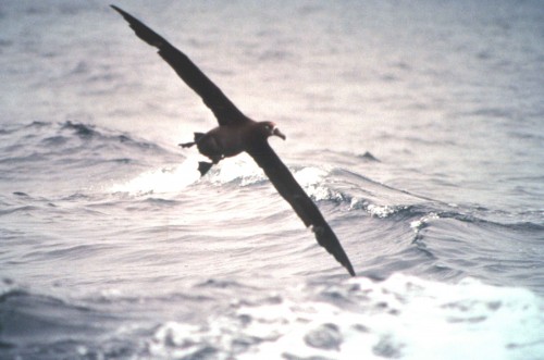 black-footed-albatross-in-flight-bird