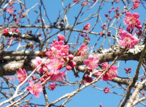 1月23日香取・紅梅④