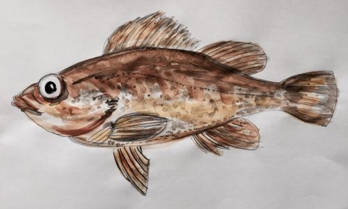 旬のサカナ 春告魚 ギョロリとした目の美味しい魚といえば ライフレンジャー トピックス