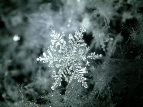 Snow crystal_1
