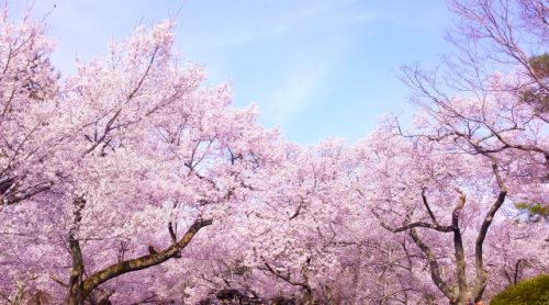 各地で桜の開花情報 続々 満開まで何日間くらいか調べてみた ライフレンジャー トピックス