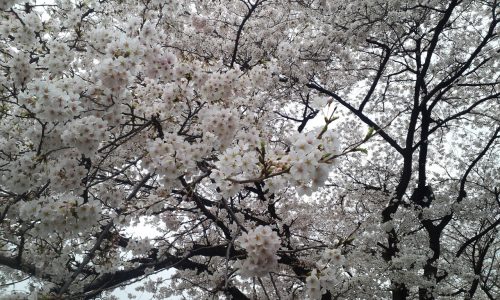 正解はどれでしょう お花見団子の三色の意味 ライフレンジャー トピックス