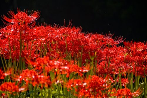 季節の花 どうしてそんなに怖い名前 ヒガンバナの由来 ライフレンジャー トピックス