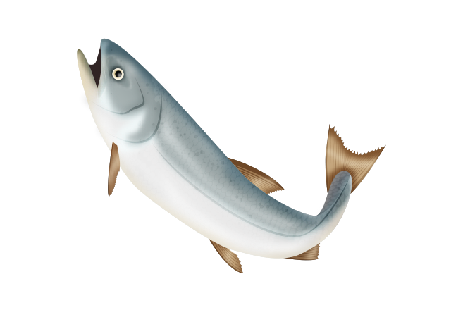 【旬のサカナ】世界中で愛され食される「神の魚」とは | ライフレンジャー トピックス