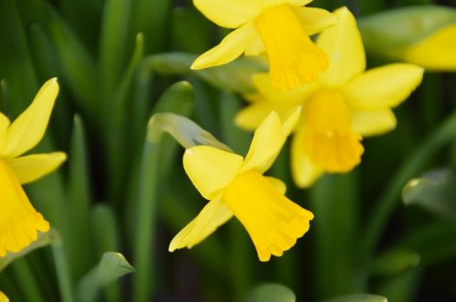 食べたら死んじゃう可能性も 身近な有毒植物に気をつけなくちゃ ライフレンジャー トピックス