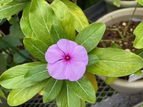 よくみると結構ある 身近な有毒植物 ライフレンジャー トピックス